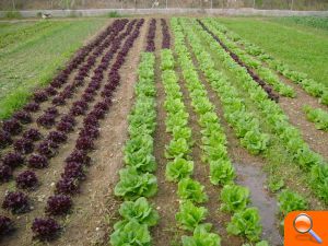 El Campus de Gandia de la UPV organiza un curso de agricultura ecológica - (foto 2)